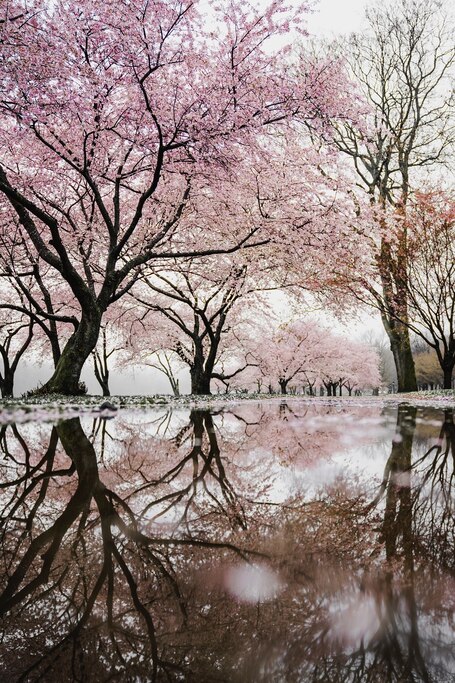 Sakura Trees being reflected at a lake