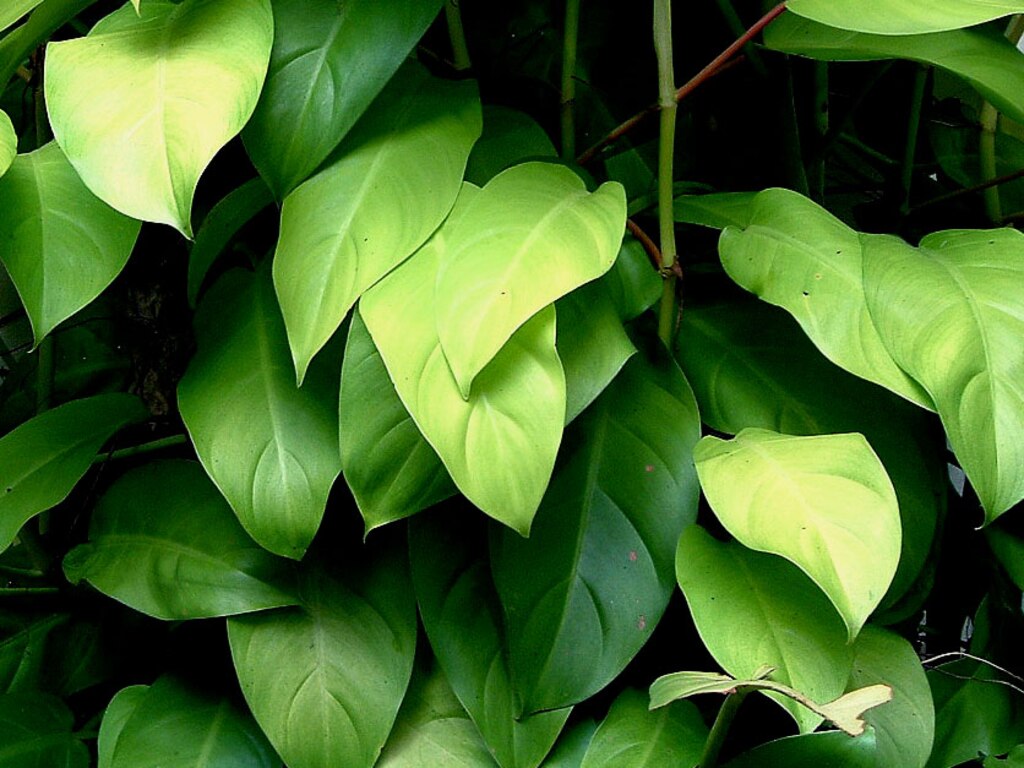 Leaves