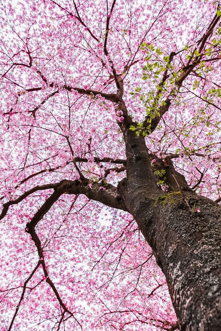Sakura Tree seen from below